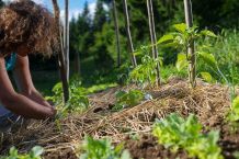 Mulchen – so wird's gemacht
