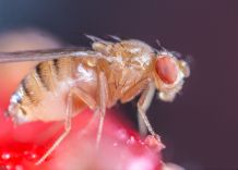 Fruchtfliegen in den Sommermonaten wirksam bekämpfen
