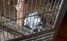 Vogelkäfig benutzerfreundlicher machen
