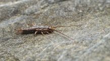 Silberfische wirksam bekämpfen
