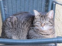 Übergewicht bei Katzen