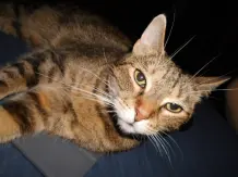 Übergewicht bei Katzen
