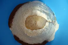 Bunter Hefezopf