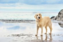Mit dem Hund in den Urlaub - was sollte ich beachten?