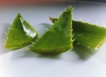 Aloe Vera zur vielfachen Hautpflege nutzen