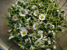 Gänseblümchen-Sirup - köstlich und sehr gesund!
