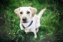 Tiere einfacher fotografieren