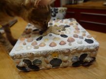 Muschelschatulle - Schatztruhe selbst herstellen