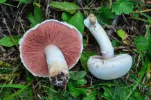 Gefahrlos Pilze sammeln – die wichtigsten Tipps