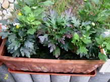 Zweite Blüte bei Chrysanthemen & einfache Überwinterung