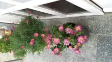 Zweite Blüte bei Chrysanthemen & einfache Überwinterung