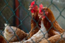 Die Vogelgrippe H5N8 breitet sich aus: Was muss ich jetzt wissen?