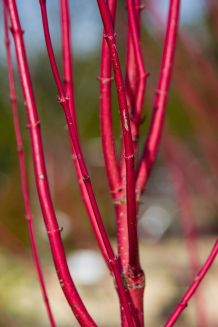 Günstiger Ganzjahres-Zweigschmuck vor der Hausstüre
