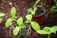 Biologisch Erde für Töpfe und Beete auflockern