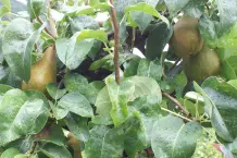 Obstbaum düngen - ein Beispiel