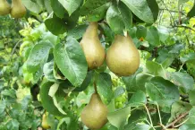 Obstbaum düngen - ein Beispiel