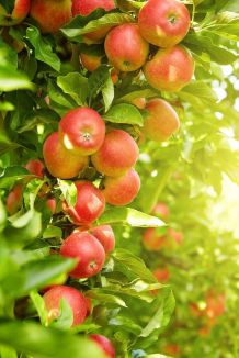 Obstbaum düngen - ein Beispiel