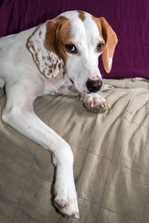 Bezüge für Hundebetten waschen