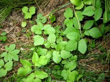 Giersch - lästiges Unkraut oder wohlschmeckendes Wildgemüse