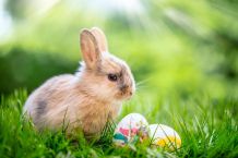 Ostereier färben, Oster-Geschenke, Ideen für ein verregnetes Ostern