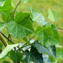 Umweltfreundliches Waschen
