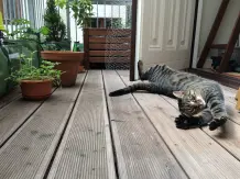 Balkon katzensicher gestalten, wenn Bohren nicht erlaubt ist