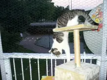 Balkon katzensicher gestalten, wenn Bohren nicht erlaubt ist