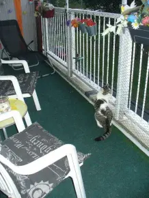 Balkon katzensicher gestalten, wenn Bohren nicht erlaubt ist