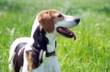 Kokosöl als natürliches Mittel gegen Zecken für Hunde