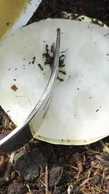 Ameisen-Köderfalle Tune-up