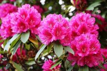 Rhododendren und Azaleen blühen wieder!