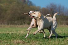 Verletztes Fußgelenk beim Hund
