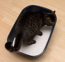 Katzenstreu müffelt? Es muss nicht gleich ausgetauscht werden