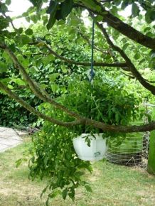 Neue Verwendung für alte Blumenampeln