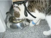 Verband an Katzenpfote vor dem Abschütteln schützen