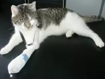 Verband an Katzenpfote vor dem Abschütteln schützen
