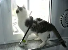 Verband an Katzenpfote vor dem Abschütteln schützen