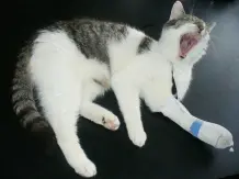Verband an Katzenpfote vor dem Abschütteln schützen
