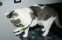 Verband an Katzenpfote vor dem Abschütteln schützen