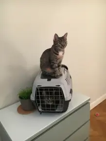 Katzen rechtzeitig an den Transportkorb gewöhnen