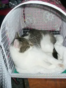 Katzen rechtzeitig an den Transportkorb gewöhnen