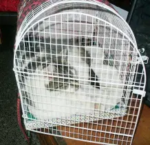 Katzen rechtzeitig an den Transportkorb gewöhnen