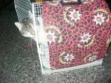 Katzen rechtzeitig an den Transportkorb gewöhnen