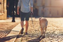 Hunde in der Großstadt