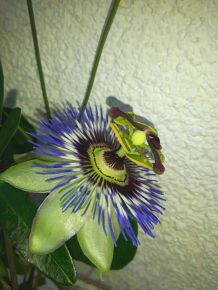 Passionsblume einfach vermehren