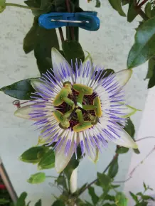 Passionsblume einfach vermehren