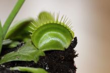 Venusfliegenfalle überwintern