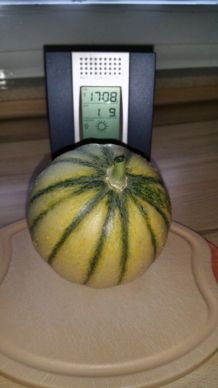 Zuckermelonen im Gewächshaus selbst anbauen