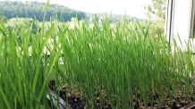 Weizengras selbst anbauen