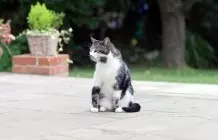 Katzenurin z. B. auf der Terrasse verhindern